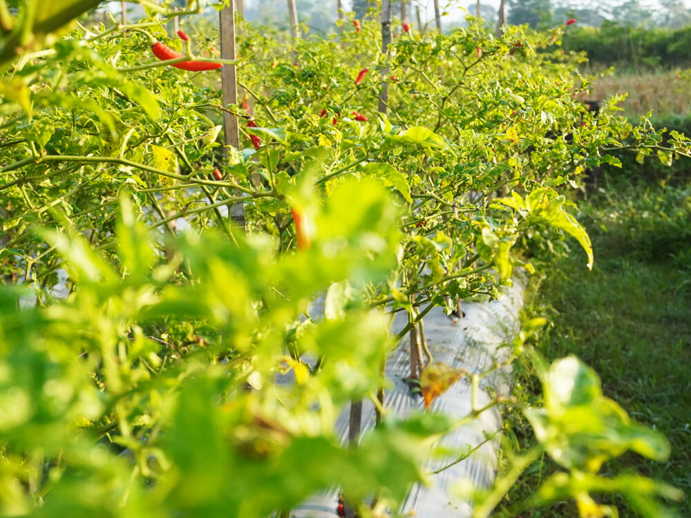 Supporting Local Farmers, Preserving Tradition