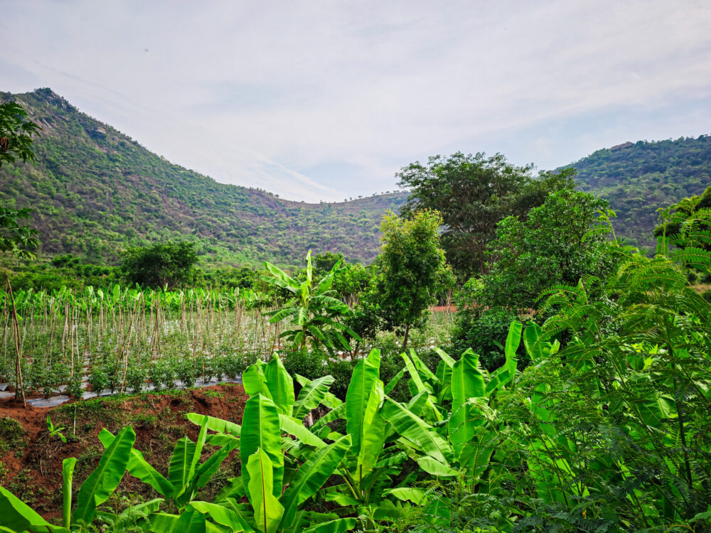 From Farm to Kitchen – Our Natural & Organic Journey